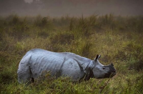 6N Guwahati | Kaziranga | Cherrapunji | Shillong