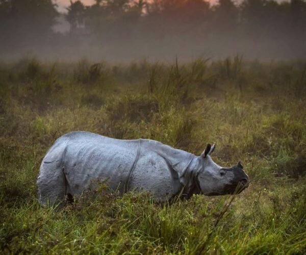 6N Guwahati | Kaziranga | Cherrapunji | Shillong