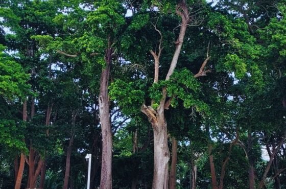 2N Port Blair | 1N Havelock | 1N Neil