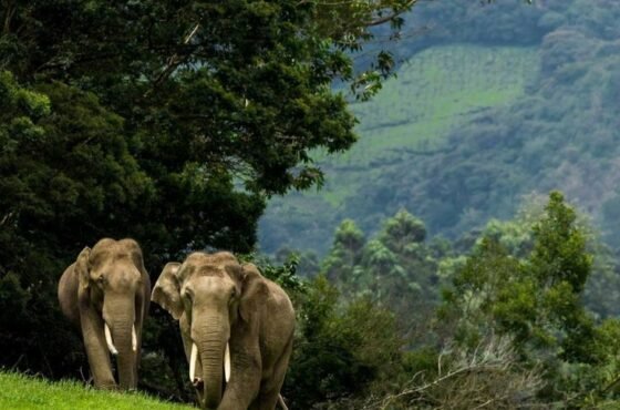 2N Kodaikanal | 2N Thekkady