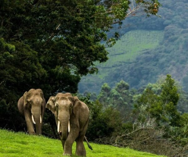 2N Kodaikanal | 2N Thekkady